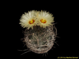 Astrophytum capricorne v. minor 2301